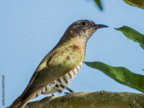 Little Bronze Cuckoo in Queensland Australia photo