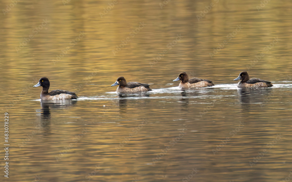 Tufted duck on the lake in Poland. Autumn 2023. Tufted duck on the lake in Poland. Autumn 2023.