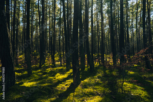 Beautiful pine and fir forest with thick layer of green moss covering the forest floor. Scenic view Sunlight shining through the branches. Forest land background. Magical Deep foggy Forest Misty Old