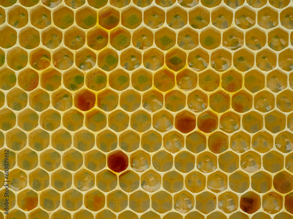 Nectar, honey and pollen in new comb.
Bees nectar poured into new comb to convert it into honey.