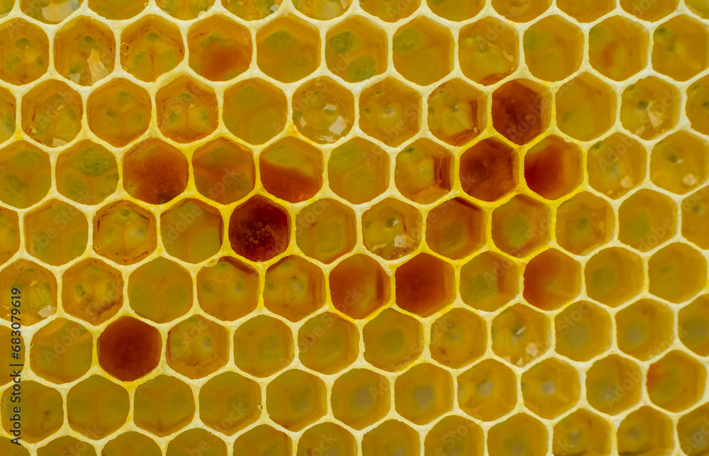 Nectar, honey and pollen in new comb.
Bees nectar poured into new comb to convert it into honey.