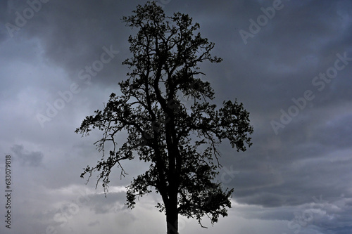 Tree in front of an approaching thunderstorm photo