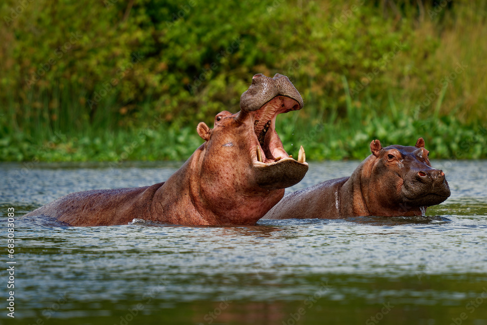 Hippopotamus - Hippopotamus amphibius or hippo is large, mostly herbivorous, semiaquatic mammal native to sub-Saharan Africa. Adult with opened mouth and small cub - obrazy, fototapety, plakaty 