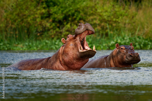 Hippopotamus - Hippopotamus amphibius or hippo is large, mostly herbivorous, semiaquatic mammal native to sub-Saharan Africa. Adult with opened mouth and small cub photo