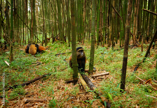 Canvas Print Golden Monkey - Cercopithecus kandti originally subspecies of Blue monkey (Cercopithecus mitis kandti), found in Mgahinga in Uganda, Volcanoes in Rwanda and Virunga in highland forest near bamboo