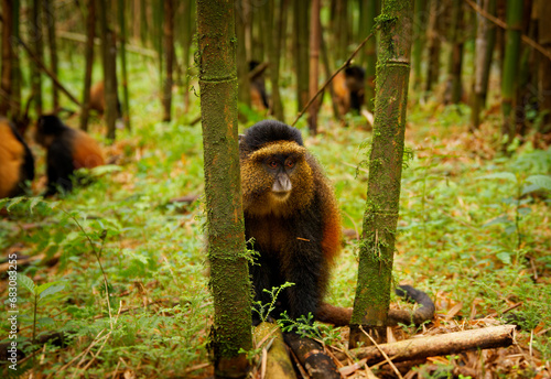 Golden Monkey - Cercopithecus kandti originally subspecies of Blue monkey (Cercopithecus mitis kandti), found in Mgahinga in Uganda, Volcanoes in Rwanda and Virunga in highland forest near bamboo. photo