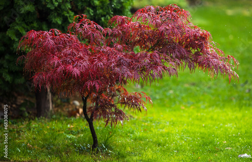 Red acer in garden after rain photo