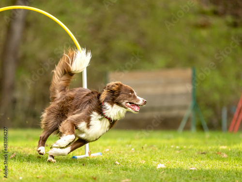 Fast australian shepherd dog is running through an arc in Hoopers course. photo