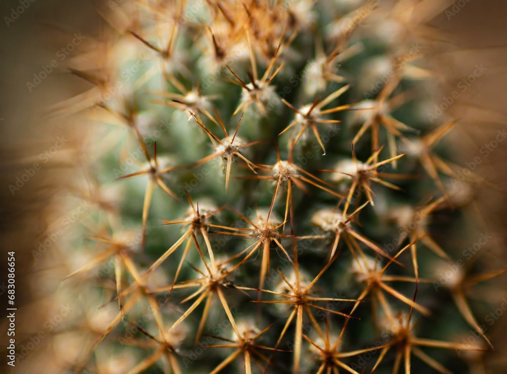 Cactus macro photography background Cactus macro photography background
