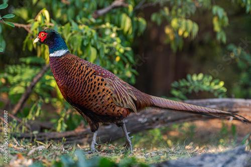 The common pheasant, Phasianus colchicus, is a bird in the pheasant family