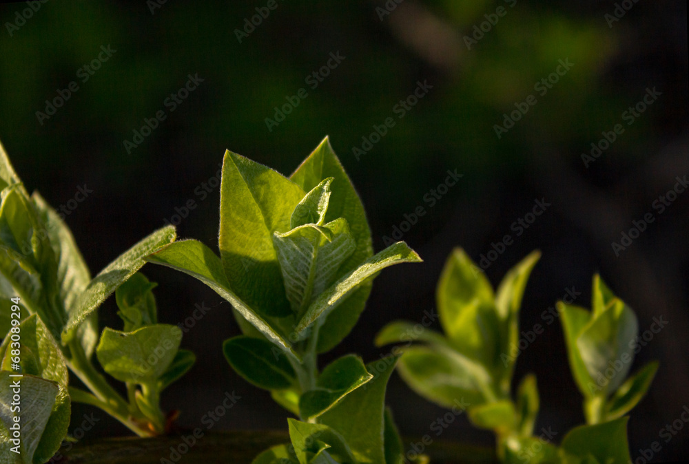 Green leaves in the dark climate. Green leaves on dark background. Spring theme. Shallow depth of field. Green leaves in the dark climate. Green leaves on dark background. Spring theme. Shallow depth of field.