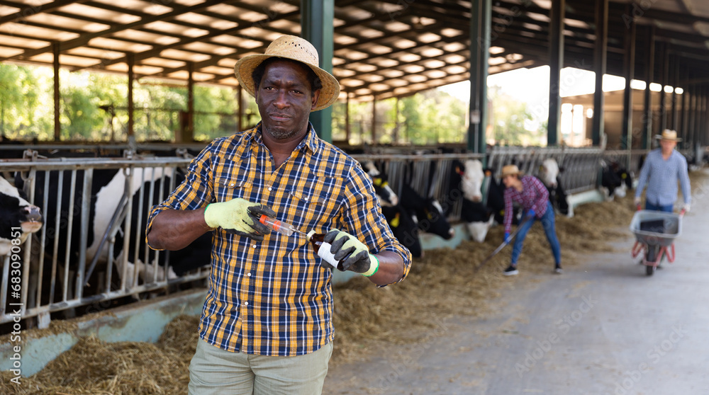 Focused african american male farmer in a cowshed stands with a vaccine and a syringe, about to vaccinate cattle ..against diseases