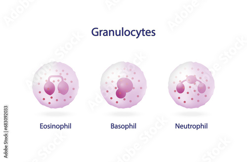 Granulocytes, basophil, neutrophil, eosinophil.  Leukocytes, White blood cell. vector illustration. Vector illustration.