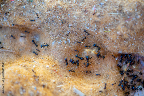macro photography of a round hole anthill with ants in focus and others out of focus