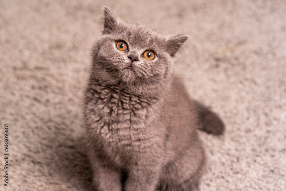gray short-haired cat with brown eyes sitting on looking at the camera with his head focused.