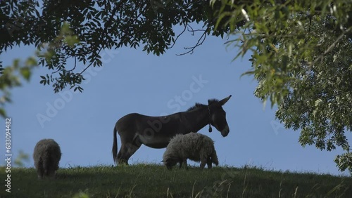 Donkey and sheep on green hill