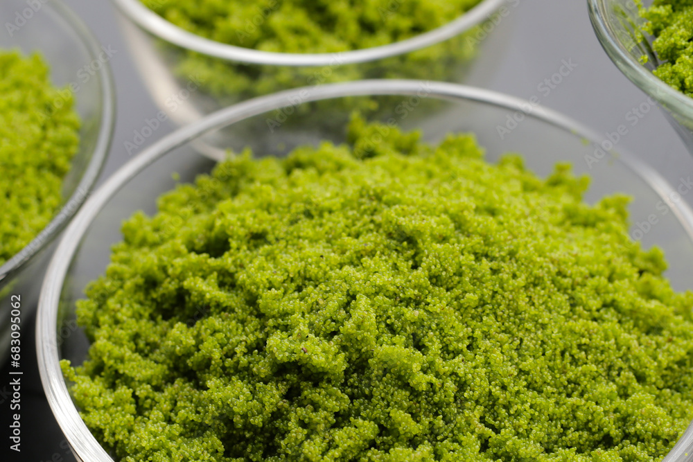 Wolffia globosa or swamp algae, water meal Wolffia globosa or swamp algae, water meal