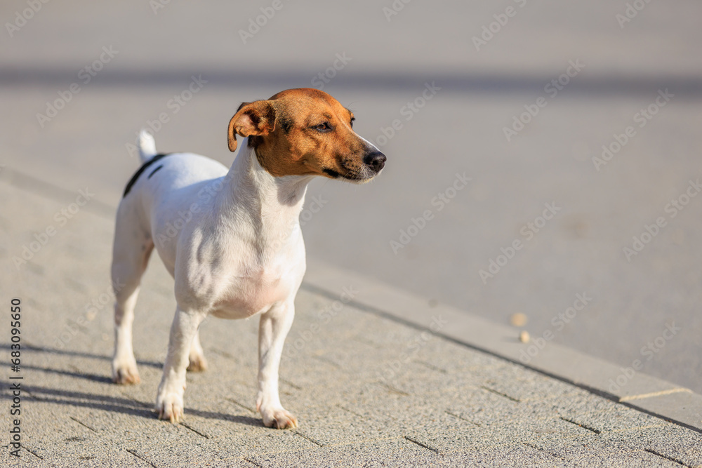 The owner gives water to a Jack Russell Terrier dog during a walk on the street. Animal portrait with selective focus The owner gives water to a Jack Russell Terrier dog during a walk on the street. Animal portrait with selective focus