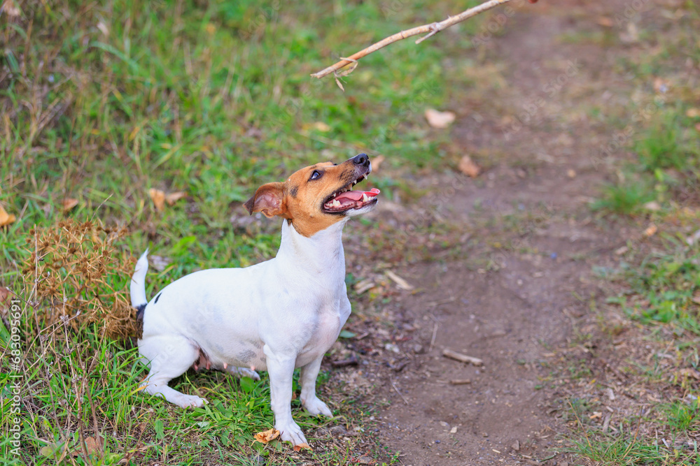 Cute Jack Russell Terrier dog in the process of training. Pet portrait with selective focus and copy space