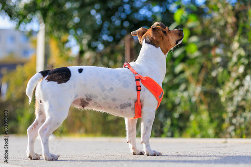 Cute Jack Russell Terrier dog on a walk in the city. Pet portrait with selective focus