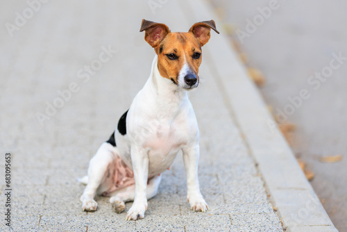 A cute Jack Russell Terrier dog sits funny on the sidewalk. Pet portrait with selective focus