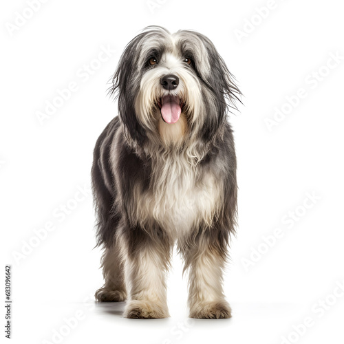 Polish Lowland Sheepdog Dog Isolated on White Background - Generative AI photo