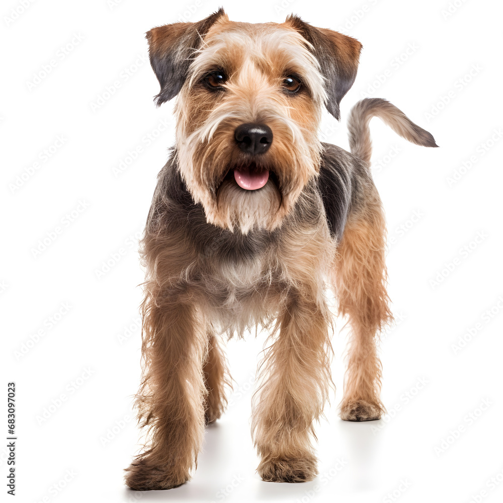 Wirehaired Terrier Dog Isolated on White Background - Generative AI Wirehaired Terrier Dog Isolated on White Background - Generative AI