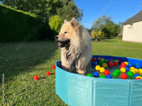 The dog eurasier playing in a pool with balls photo