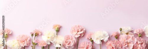 pink and white carnation flowers on pink background © iDoPixBox