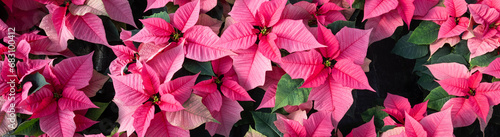 Mass of live pink poinsettia plants from above as a Christmas background 