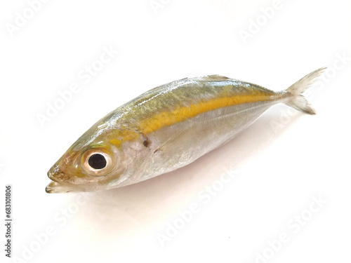 jack fish isolated on white background