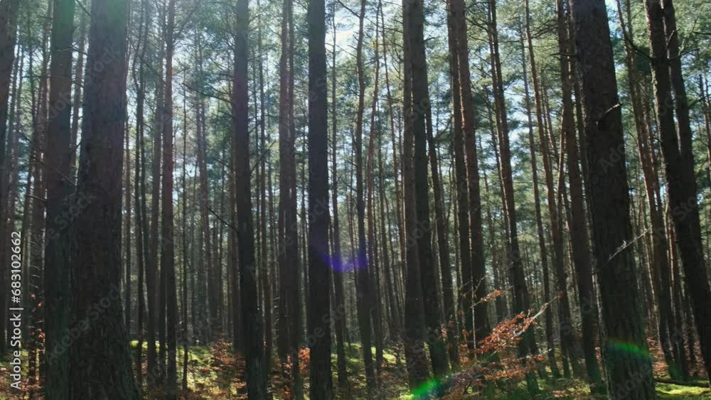 Beautiful pine and fir forest with thick layer of green moss covering the forest floor. Scenic view Sunlight shining through the branches. Forest land background. Magical Deep foggy Forest Misty Old Beautiful pine and fir forest with thick layer of green moss covering the forest floor. Scenic view Sunlight shining through the branches. Forest land background. Magical Deep foggy Forest Misty Old
