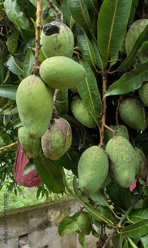 mango o melocotón de los trópicos familia anacardiácea genero magnifera clase magnoliopsida photo