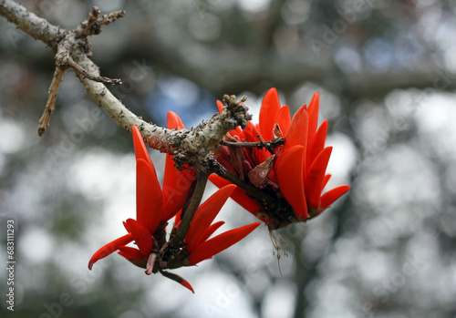 Erythrina x sykesii, or the coral tree photo