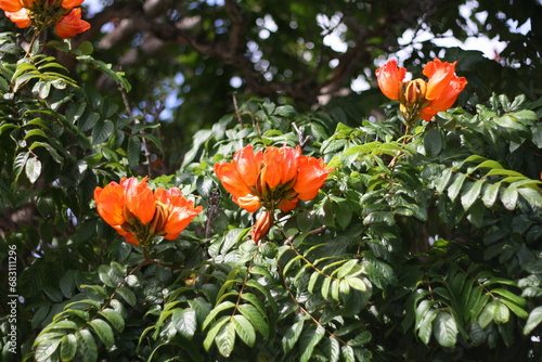 Spathodea campanulata, or the African tulip tree