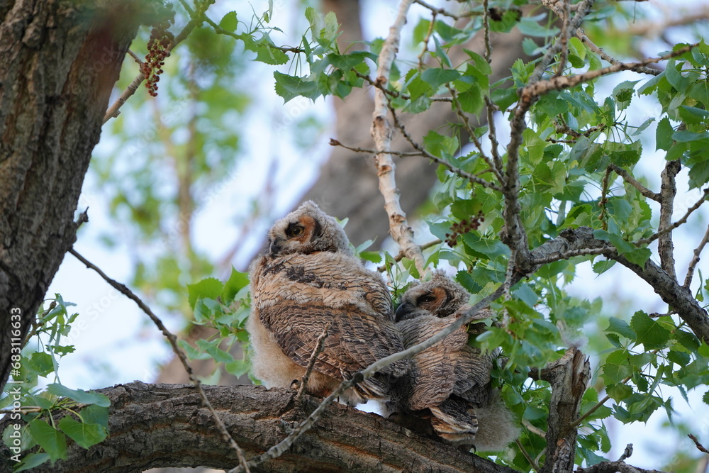 Owls in nature Owls in nature