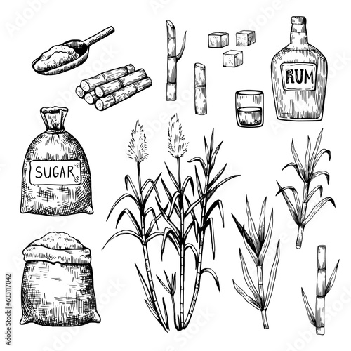 Sugar cane plants and leaves. Hand-drawn illustration in engraving retro style. Set of isolated vector design elements.