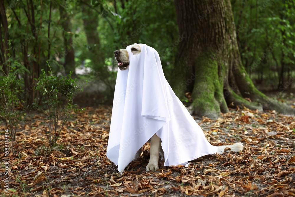 Cute Labrador Retriever dog wearing ghost costume in autumn park on Halloween Cute Labrador Retriever dog wearing ghost costume in autumn park on Halloween