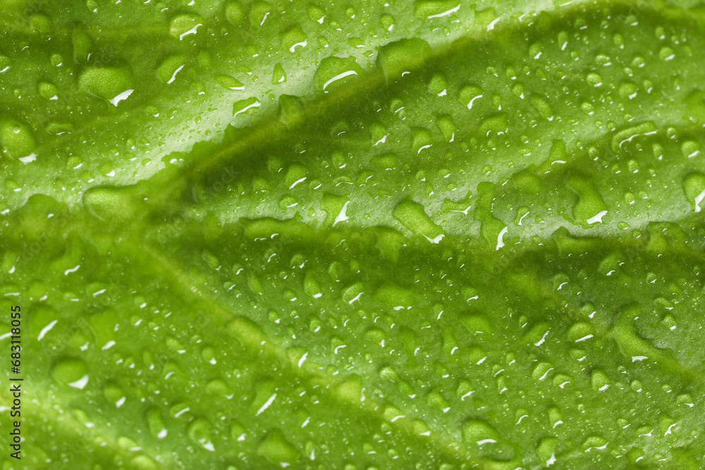Macro photo of green leaf with water drops Macro photo of green leaf with water drops
