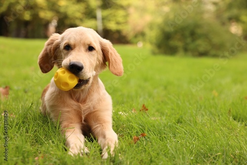 Cute Labrador Retriever puppy playing with ball on green grass in park, space for text © New Africa