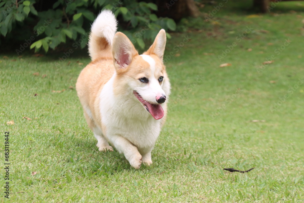 Corgi dog walking inter grass with a copy space in the right Corgi dog walking inter grass with a copy space in the right