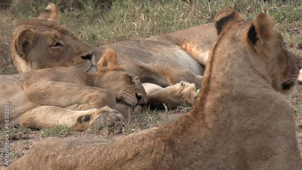 Lions sleeping together in the savannah grass slowly waking up. Lions sleeping together in the savannah grass slowly waking up.