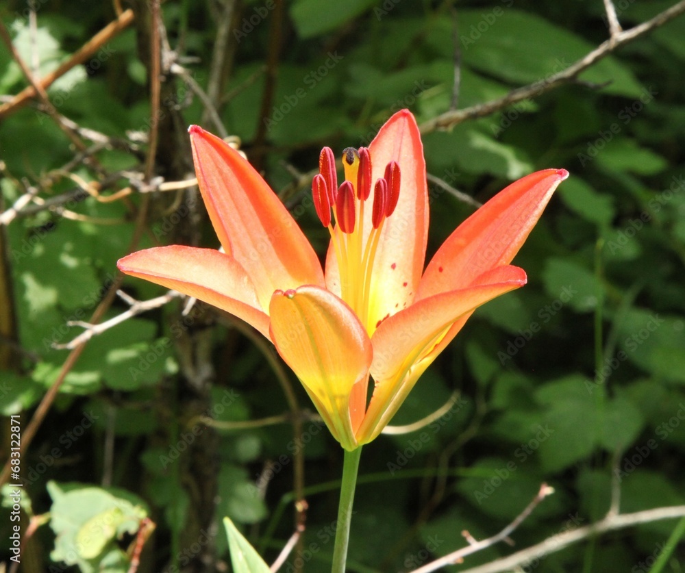 Obraz premium Wood Lily (Lilium philadelphicum) red orange wildflower in Beartooth Mountains, Montana