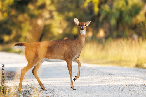 A white-tailed deer (Odocoileus virginianus) prancing across a road in Venice, Florida photo