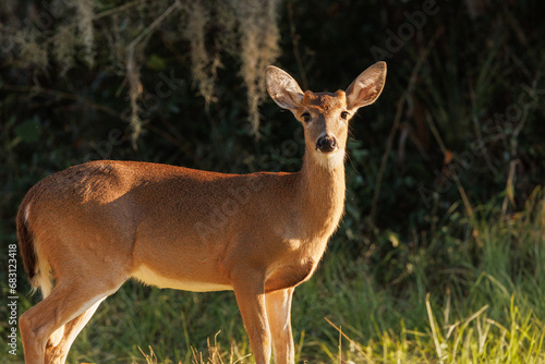 Fototapeta Naklejka Na Ścianę i Meble -  A white-tailed deer (Odocoileus virginianus) standing in the evening light of the golden hour in Venice, Florida