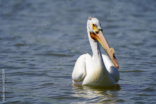Pelican in water