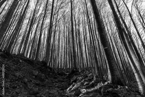 Dense bare forest. Tuscan-Emilian Apennines. Lagdei, Parma. photo
