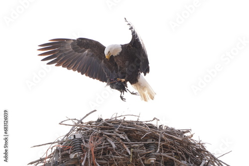 balg eagle in nest