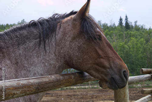 Close up of a Horse