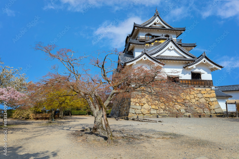 Hikone Castle in Shiga prefecture during full bloom cherry blossom season Hikone Castle in Shiga prefecture during full bloom cherry blossom season